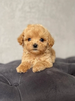 Maltipoo Toy Apricot