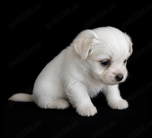 Bichon maltez 