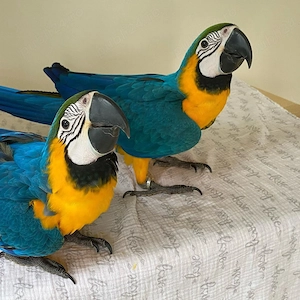 Lole thaj Sumnakune Macawura - imagine 2