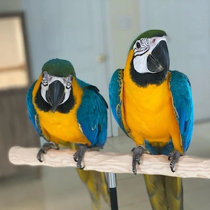 Lole thaj Sumnakune Macawura