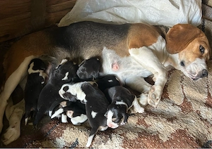 Vand beagle cu 6 pui - imagine 2