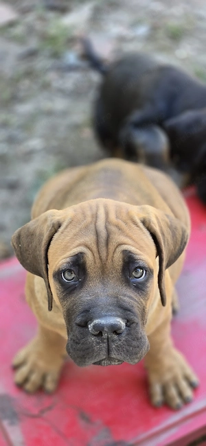 Puiuți Cane Corso 