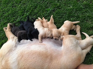 pui labrador 
