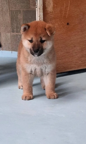 Shiba inu cu pedigree fci - imagine 2