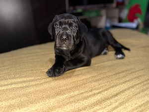 Pui cane corso.