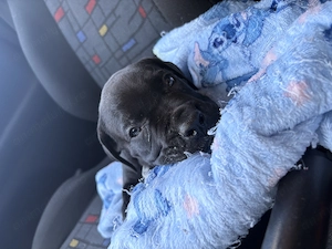 Pui cane corso. - imagine 2