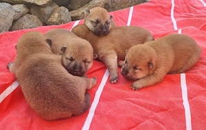Shiba inu cu pedigree fci - imagine 3