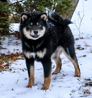 Shiba inu cu pedigree fci - imagine 4
