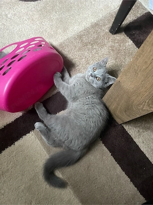 Motănel superb British Shorthair,parinti cu pedigree!!isi caută căsuță - imagine 3