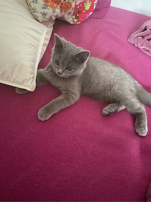 Motănel superb British Shorthair,parinti cu pedigree!!isi caută căsuță - imagine 2