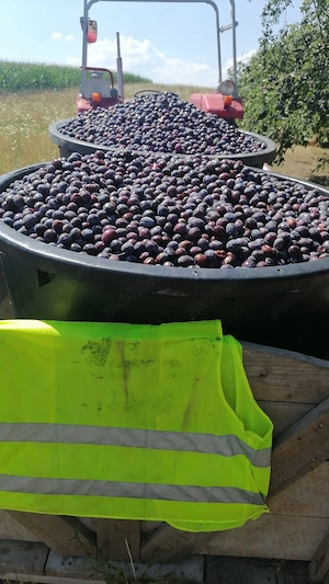Prune gata culese pentru țuică   pălincă 