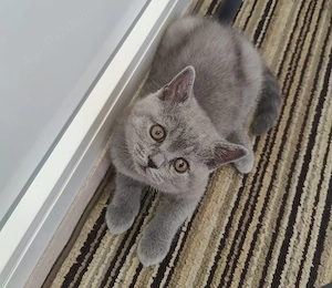 British Shorthair Bacău 