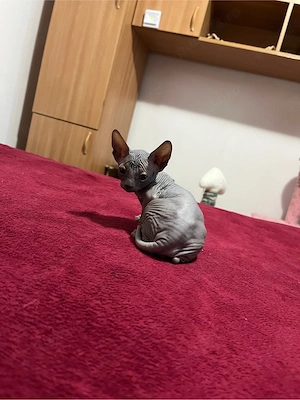Sphinx   sfinx pui