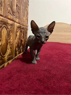 Sphinx   sfinx pui - imagine 4