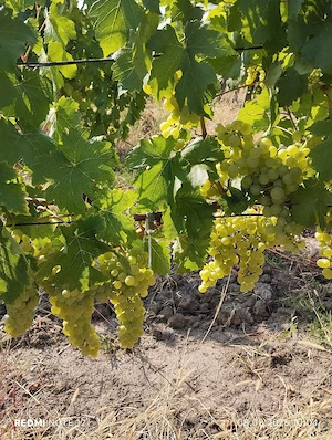 Struguri albi pentru vin.