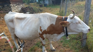 Vaca de vânzare 