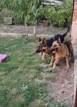  De vânzare pui de ciobănesc german!  Avem 3 femele. Sunt frumoși, sănăto - imagine 5
