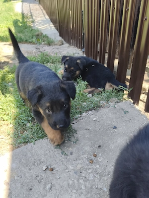  De vânzare pui de ciobănesc german!  Avem 3 femele. Sunt frumoși, sănăto - imagine 3