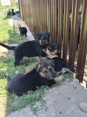  De vânzare pui de ciobănesc german!  Avem 6 puiuți: 3 masculi și 3 femele. Sunt frumoși, sănăto