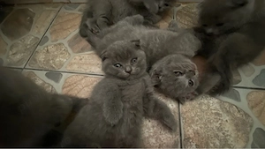 pui scottish fold