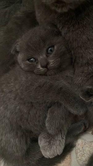 pui scottish fold - imagine 3