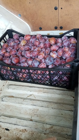 Vand prune ,netratate din livada proprie