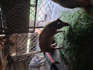Vind porci durok mascul si femela intre 90k -120kg greutate - imagine 5
