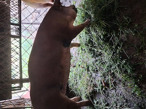 Vind porci durok mascul si femela intre 90k -120kg greutate