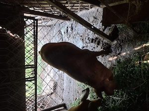 Vind porci durok mascul si femela intre 90k -120kg greutate - imagine 4