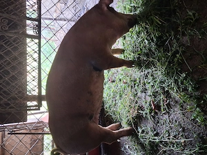 Vind porci durok mascul si femela intre 90k -120kg greutate - imagine 2