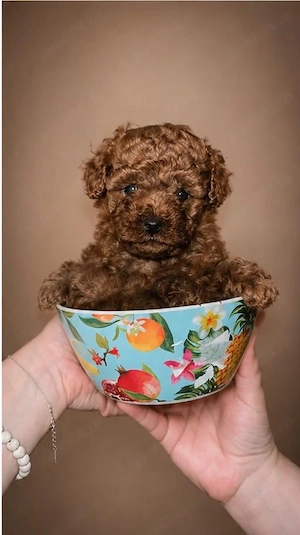 Pudel mini toy roșu cu pedigree de vânzare 