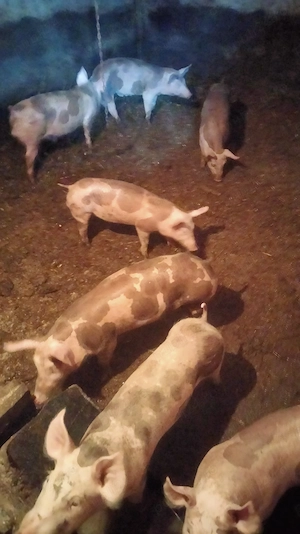 Purcei de 3 luni 