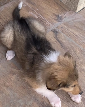 Vand pui mascul rasa Collie Rough tricolor (ciobanesc scotian) - imagine 4