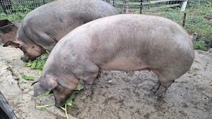 Vând porc de tăiat Duroc