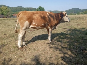 Vând vacă și junincă Bălțată Românească 