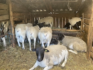 Vând oi dorper și berbec  - imagine 2