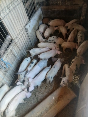 de vânzare urgent 27 de bucăți vaccinați castrați mânca orice bobe faina etc preț 3000 lei toți 27  - imagine 2
