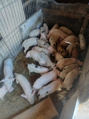de vânzare urgent 27 de bucăți vaccinați castrați mânca orice bobe faina etc preț 3000 lei toți 27  - imagine 4