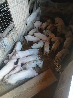 de vânzare urgent 27 de bucăți vaccinați castrați mânca orice bobe faina etc preț 3000 lei toți 27  - imagine 3