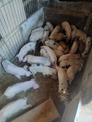 de vânzare urgent 27 de bucăți vaccinați castrați mânca orice bobe faina etc preț 3000 lei toți 27  - imagine 5
