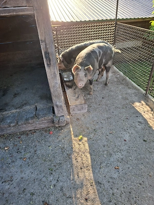 Vând porc pt sacrificat 