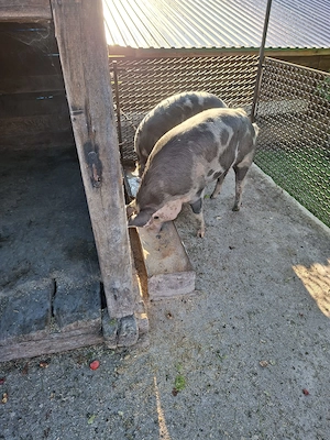 Vând porc pt sacrificat  - imagine 2