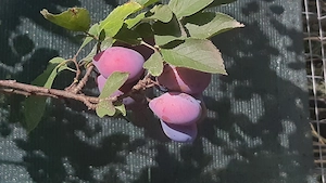 Prune netratate