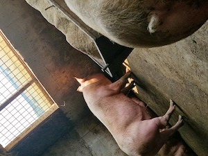 Vând porci de carne