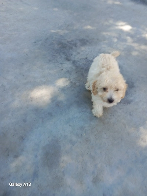 Vand caniche !