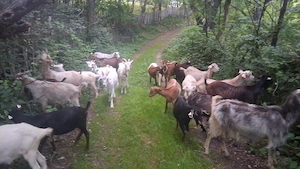 Ofer capre bune de la lapte la schimb cu alte animale