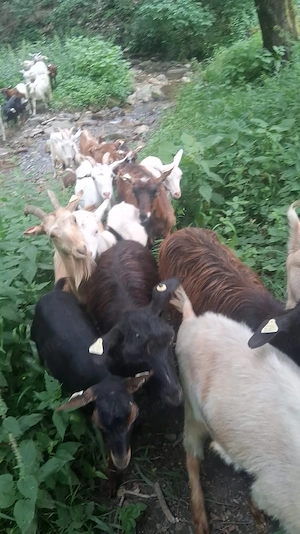 Ofer capre bune de la lapte la schimb cu alte animale - imagine 4