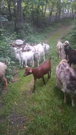 Ofer capre bune de la lapte la schimb cu alte animale - imagine 2