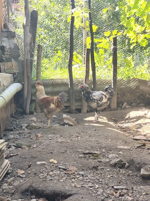 Cocoși moțați bărboși cu incaltatura 
