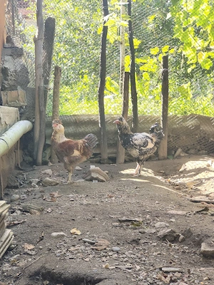 Cocoși moțați bărboși cu incaltatura  - imagine 2